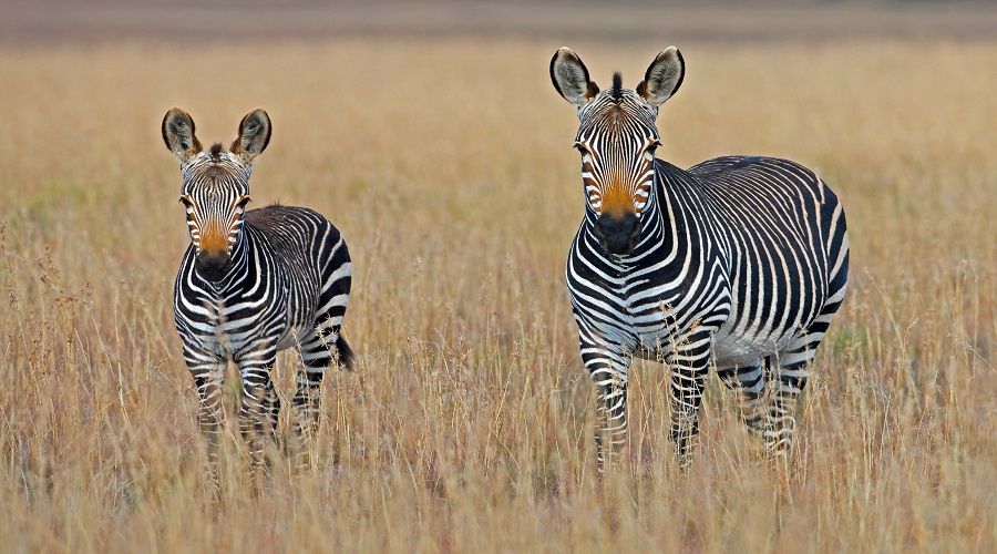 how far in advance should you book your safari